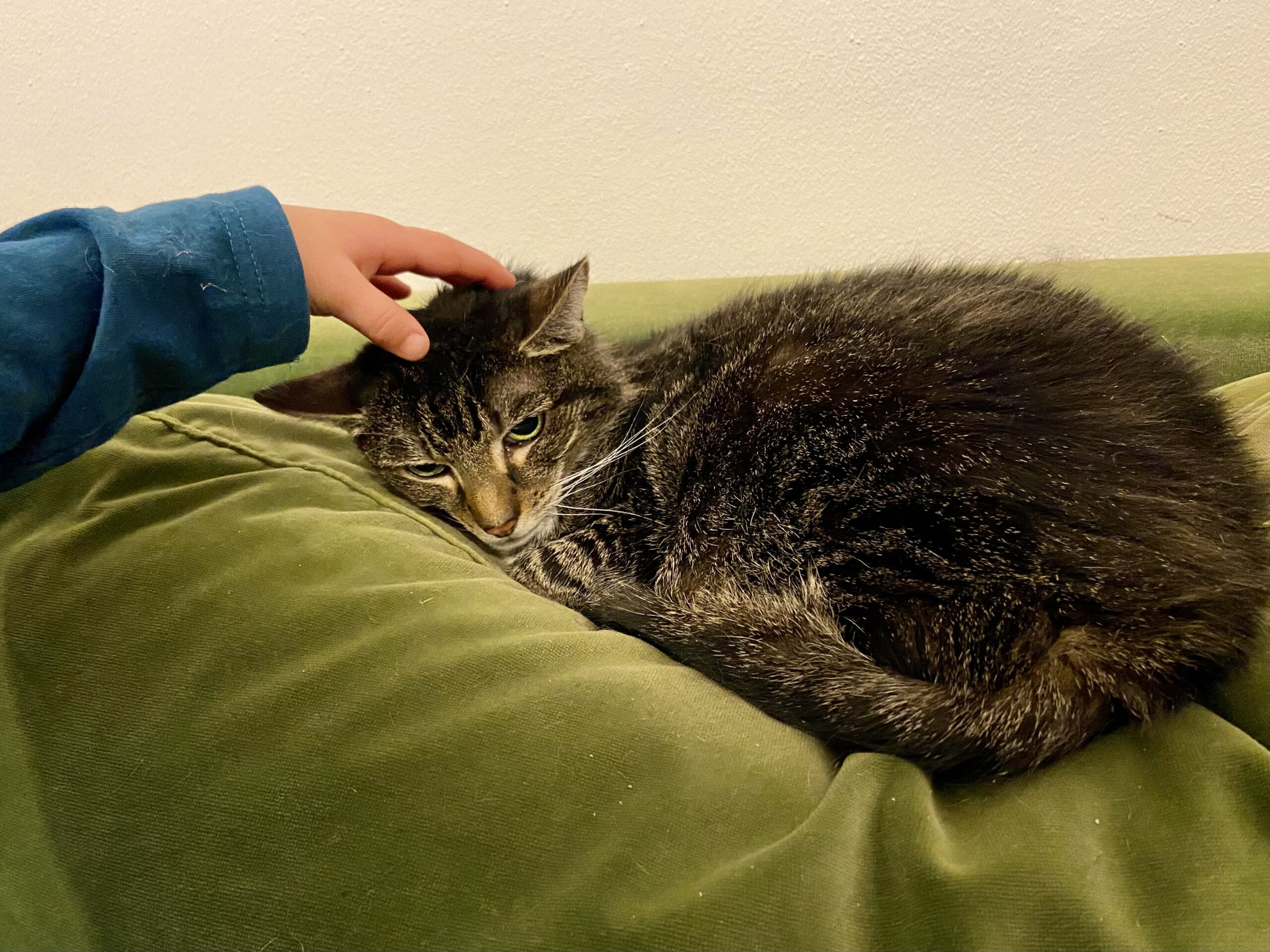 After the Cat